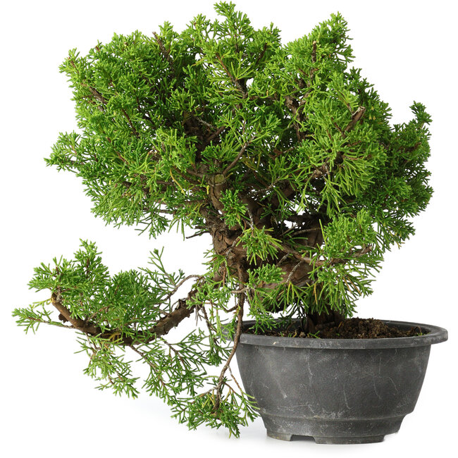 Juniperus chinensis Itoigawa, 24 cm, ± 20 jaar oud