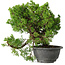 Juniperus chinensis Itoigawa, 24 cm, ± 20 jaar oud