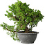 Juniperus chinensis Itoigawa, 24 cm, ± 20 jaar oud