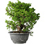 Juniperus chinensis Itoigawa, 24 cm, ± 20 jaar oud