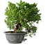 Juniperus chinensis Itoigawa, 24 cm, ± 20 jaar oud