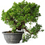 Juniperus chinensis Itoigawa, 24 cm, ± 20 jaar oud