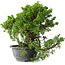 Juniperus chinensis Itoigawa, 24 cm, ± 20 jaar oud