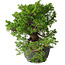 Juniperus chinensis Itoigawa, 24 cm, ± 20 jaar oud