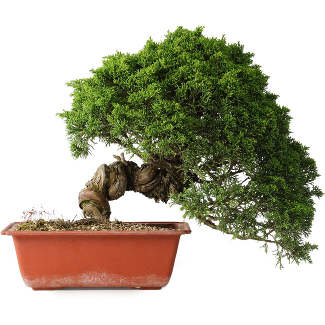 Juniperus chinensis Itoigawa, 26 cm, ± 25 Jahre alt