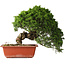 Juniperus chinensis Itoigawa, 26 cm, ± 25 jaar oud