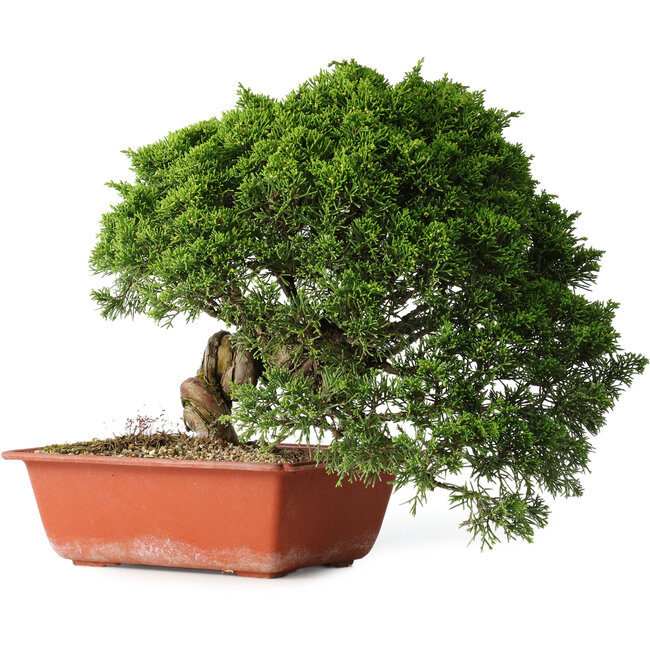 Juniperus chinensis Itoigawa, 26 cm, ± 25 Jahre alt