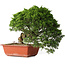 Juniperus chinensis Itoigawa, 26 cm, ± 25 jaar oud