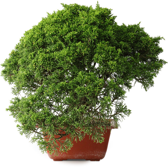 Juniperus chinensis Itoigawa, 26 cm, ± 25 years old