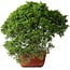 Juniperus chinensis Itoigawa, 26 cm, ± 25 jaar oud