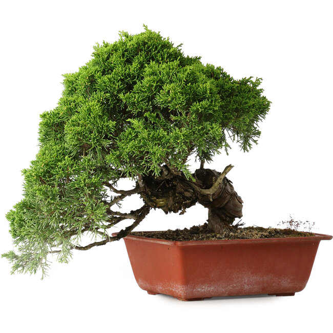 Juniperus chinensis Itoigawa, 26 cm, ± 25 jaar oud