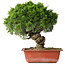 Juniperus chinensis Itoigawa, 26 cm, ± 25 jaar oud