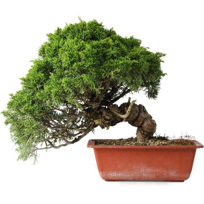 Juniperus chinensis Itoigawa, 26 cm, ± 25 anni