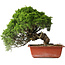 Juniperus chinensis Itoigawa, 26 cm, ± 25 jaar oud