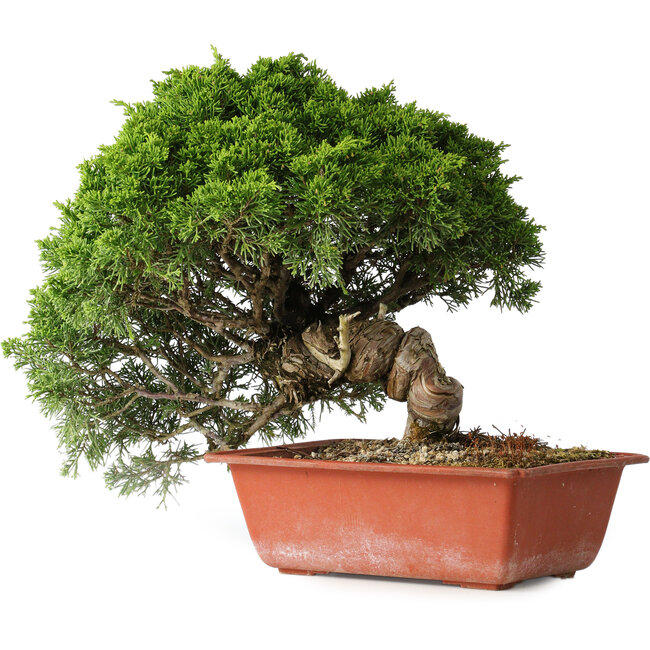 Juniperus chinensis Itoigawa, 26 cm, ± 25 years old