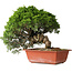 Juniperus chinensis Itoigawa, 26 cm, ± 25 jaar oud