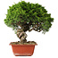 Juniperus chinensis Itoigawa, 26 cm, ± 25 jaar oud