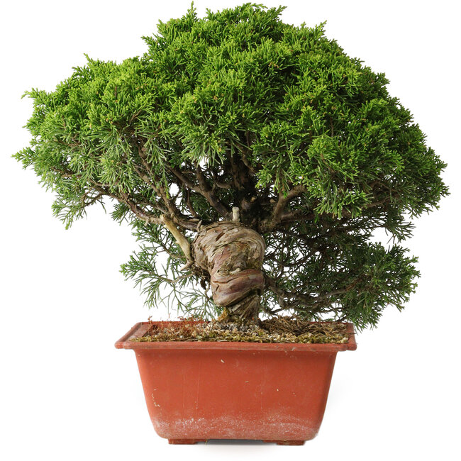 Juniperus chinensis Itoigawa, 26 cm, ± 25 years old