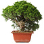 Juniperus chinensis Itoigawa, 26 cm, ± 25 Jahre alt