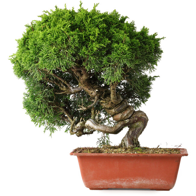 Juniperus chinensis Itoigawa, 26 cm, ± 25 jaar oud