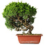 Juniperus chinensis Itoigawa, 26 cm, ± 25 Jahre alt