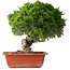 Juniperus chinensis Itoigawa, 26 cm, ± 25 jaar oud