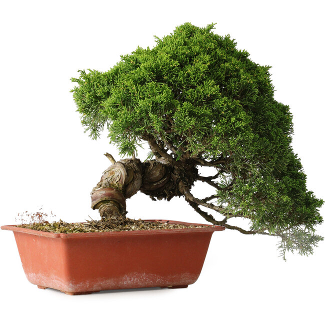Juniperus chinensis Itoigawa, 26 cm, ± 25 years old