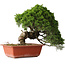 Juniperus chinensis Itoigawa, 26 cm, ± 25 jaar oud