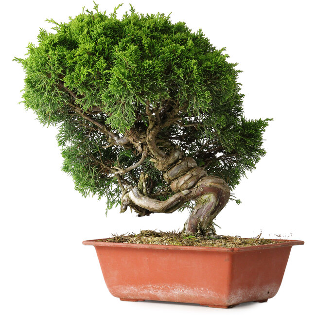Juniperus chinensis Itoigawa, 26 cm, ± 25 ans
