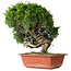 Juniperus chinensis Itoigawa, 26 cm, ± 25 jaar oud