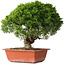 Juniperus chinensis Itoigawa, 26 cm, ± 25 jaar oud