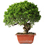 Juniperus chinensis Itoigawa, 26 cm, ± 25 jaar oud
