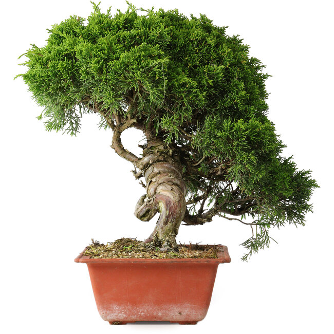 Juniperus chinensis Itoigawa, 26 cm, ± 25 Jahre alt