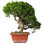 Juniperus chinensis Itoigawa, 26 cm, ± 25 Jahre alt