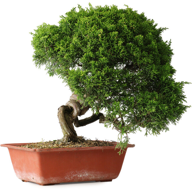 Juniperus chinensis Itoigawa, 26 cm, ± 25 Jahre alt