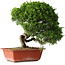 Juniperus chinensis Itoigawa, 26 cm, ± 25 jaar oud
