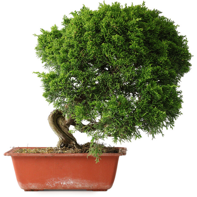 Juniperus chinensis Itoigawa, 26 cm, ± 25 Jahre alt
