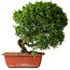 Juniperus chinensis Itoigawa, 26 cm, ± 25 jaar oud