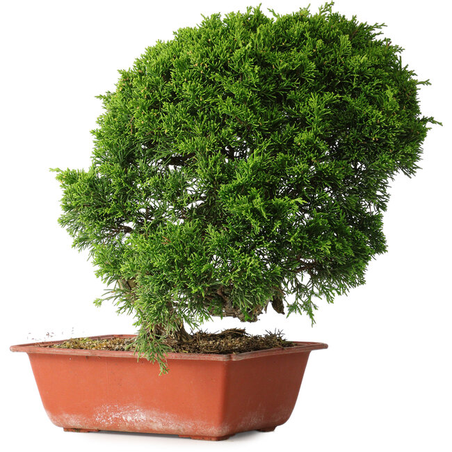 Juniperus chinensis Itoigawa, 26 cm, ± 25 years old