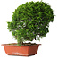 Juniperus chinensis Itoigawa, 26 cm, ± 25 jaar oud