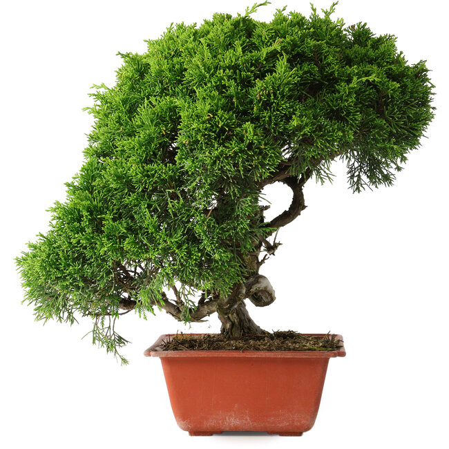 Juniperus chinensis Itoigawa, 26 cm, ± 25 ans