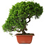 Juniperus chinensis Itoigawa, 26 cm, ± 25 jaar oud