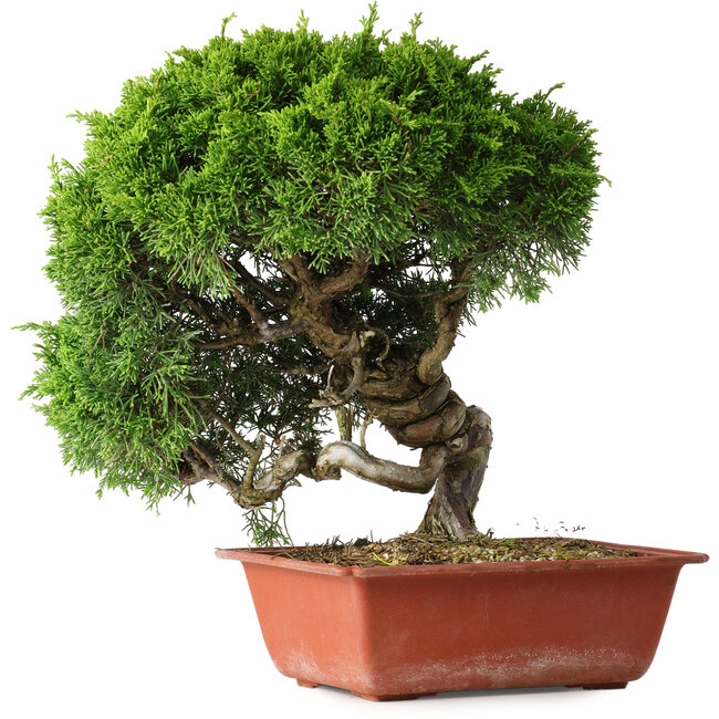 Juniperus chinensis Itoigawa, 26 cm, ± 25 ans