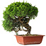 Juniperus chinensis Itoigawa, 26 cm, ± 25 jaar oud