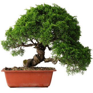 Juniperus chinensis Itoigawa, 26 cm, ± 25 jaar oud
