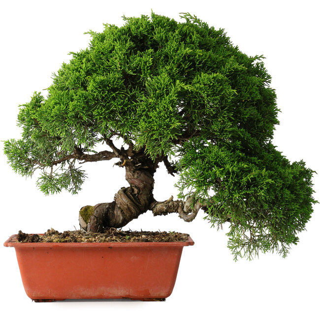Juniperus chinensis Itoigawa, 26 cm, ± 25 jaar oud