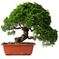 Juniperus chinensis Itoigawa, 26 cm, ± 25 jaar oud