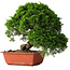 Juniperus chinensis Itoigawa, 26 cm, ± 25 jaar oud