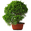 Juniperus chinensis Itoigawa, 26 cm, ± 25 jaar oud