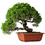 Juniperus chinensis Itoigawa, 26 cm, ± 25 jaar oud